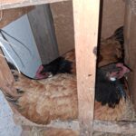 2 Glucken im selben Nest